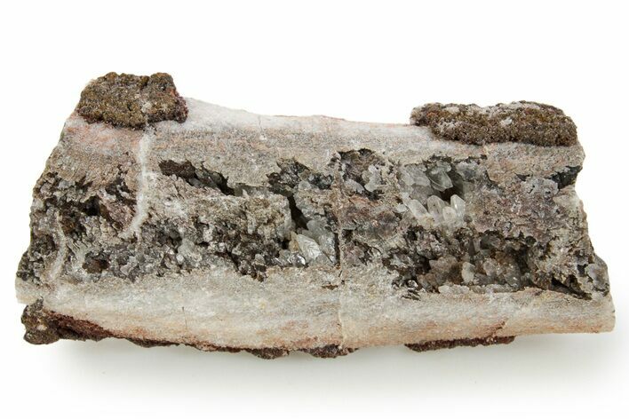 Devonian Petrified Wood (Callixylon) Section - Oldest True Wood #363336